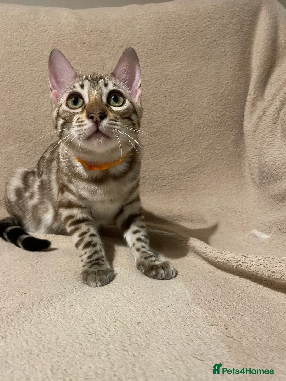 Bengal cats for sale:  Beautiful Bengals able to leave. - Advert 25