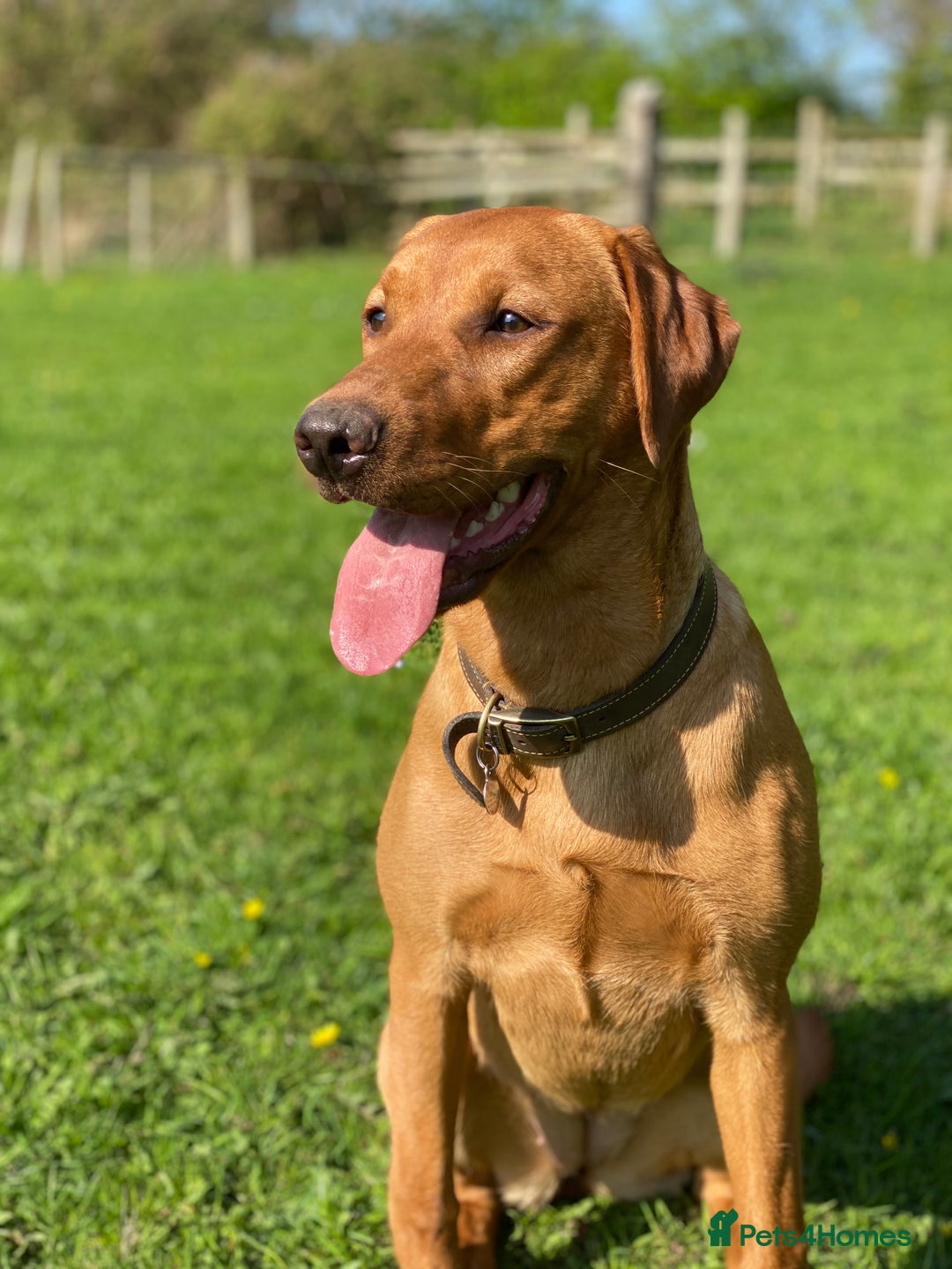 Labrador Retriever dogs for sale: Beautiful yellow & black Labrador pups (KC Reg) - Advert 2