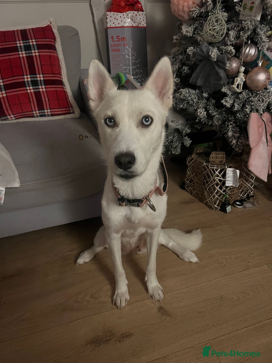 Siberian Husky dogs for sale: Beautiful white husky  - Advert 6