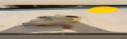 American Bulldog dogs for sale: American bulldog puppies  - Advert 6