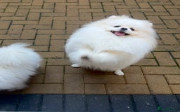 Pomeranian dogs for stud: Top quality WHITE Pomeranian ukr x korea x rusk KC - Image 2