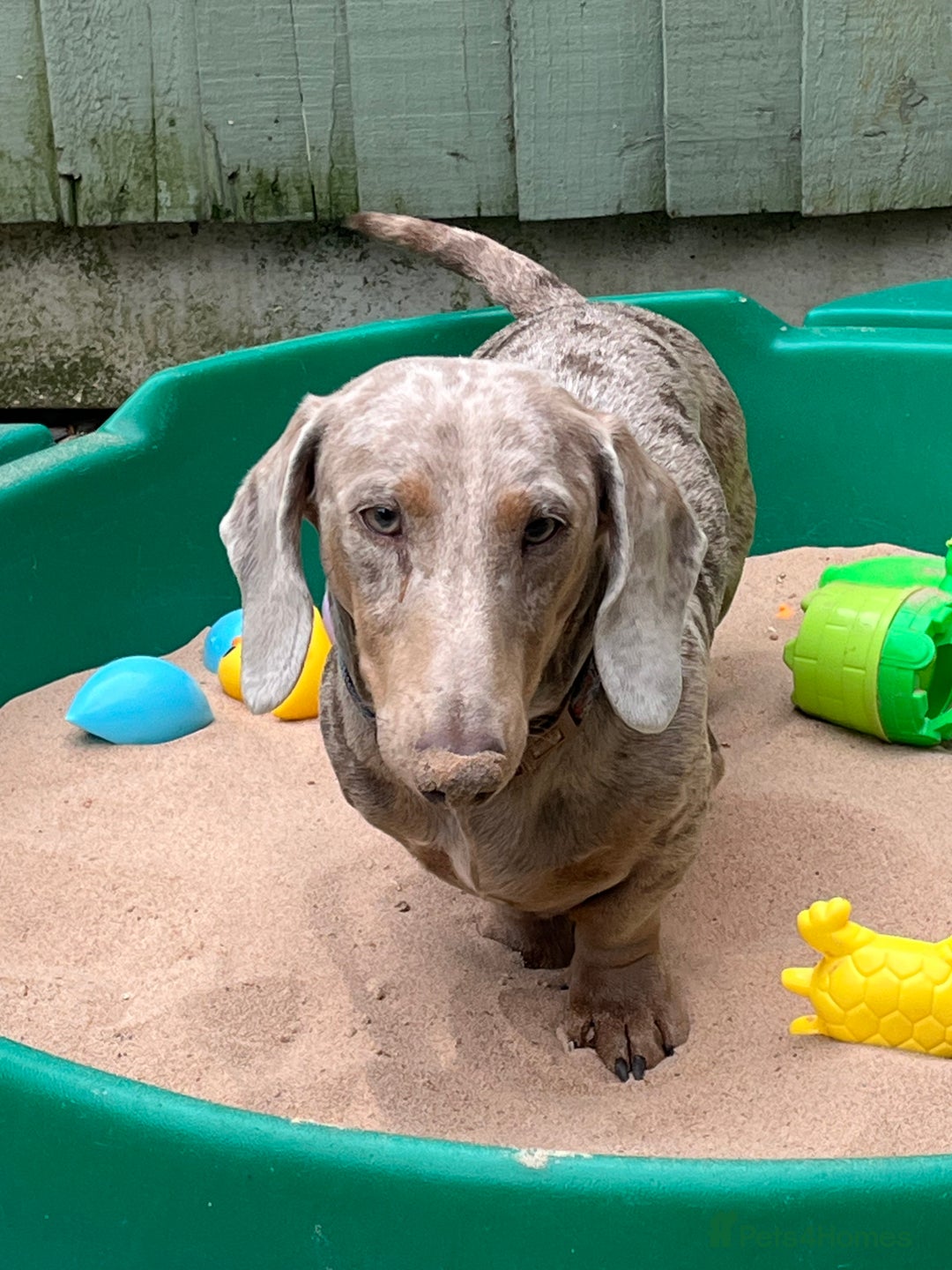Dachshund dogs for sale: 2 little boys 1 year old  - Image 5