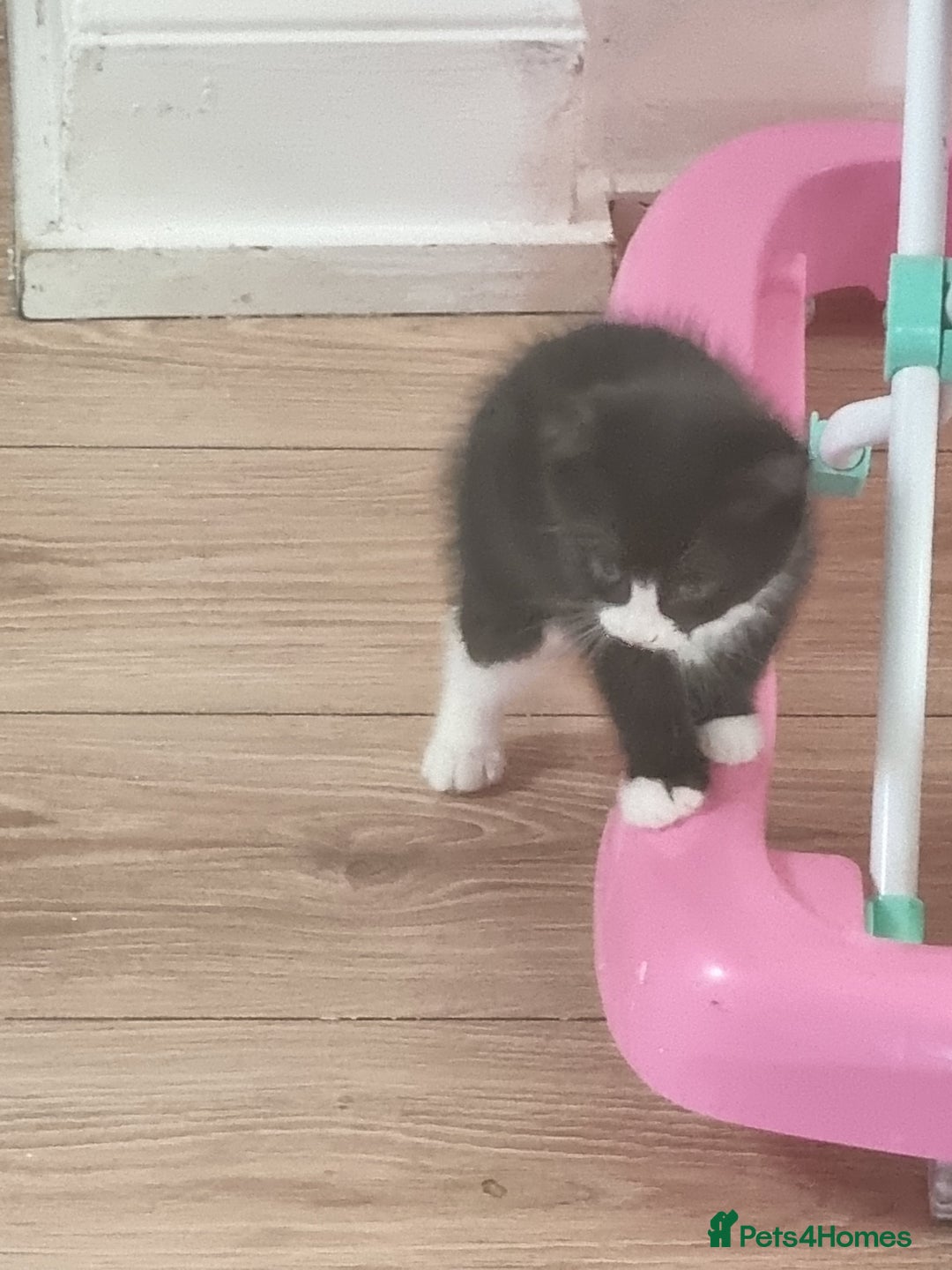Mixed Breed cats for sale: Kittens  - Image 4