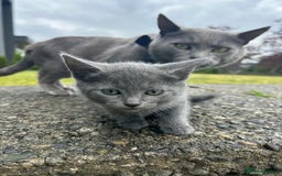 Russian Blue cats for sale: 🤎Healthy blue russians kitties so sweet - Image 9