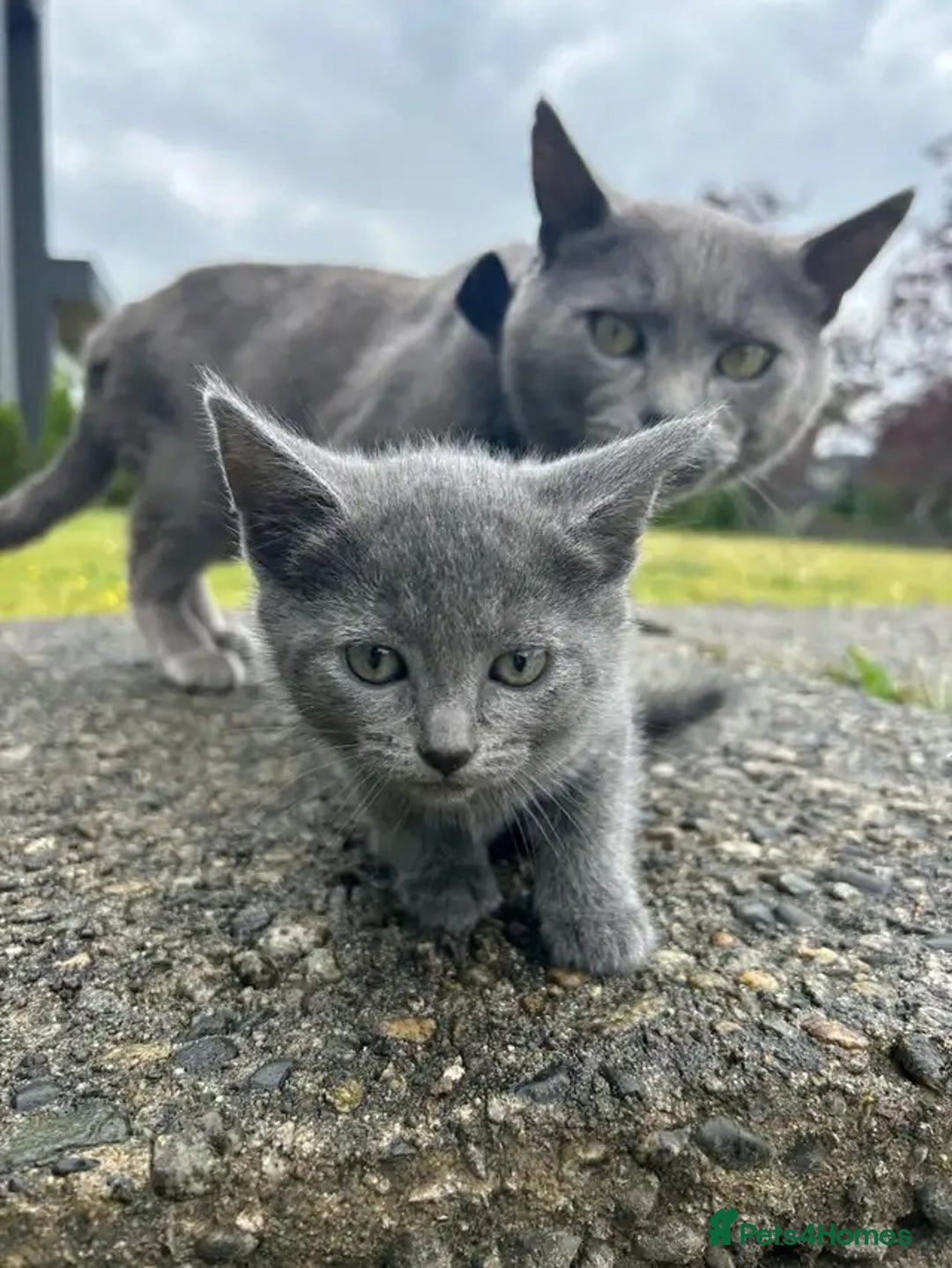 Russian Blue cats for sale: 🤎Healthy blue russians kitties so sweet - Image 9