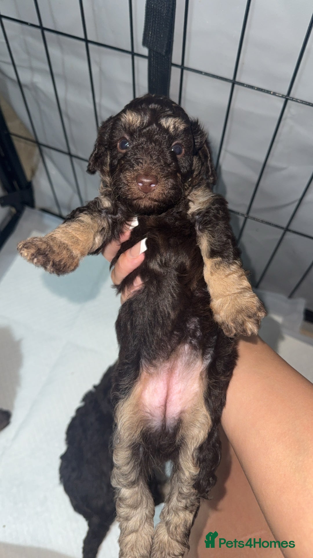 Toy Poodle dogs for sale: Chocolate phantom non fading toy poodles  - Advert 6