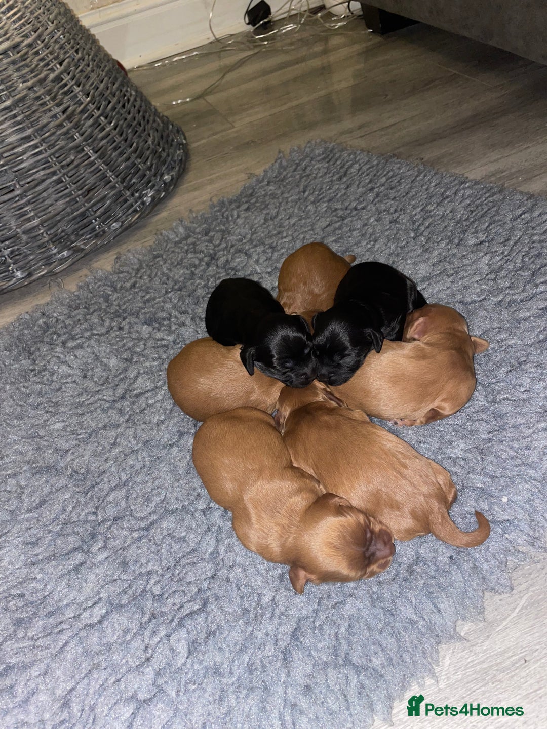 Cockapoo dogs for sale: F1 Cockapoo Puppies  - Advert 4