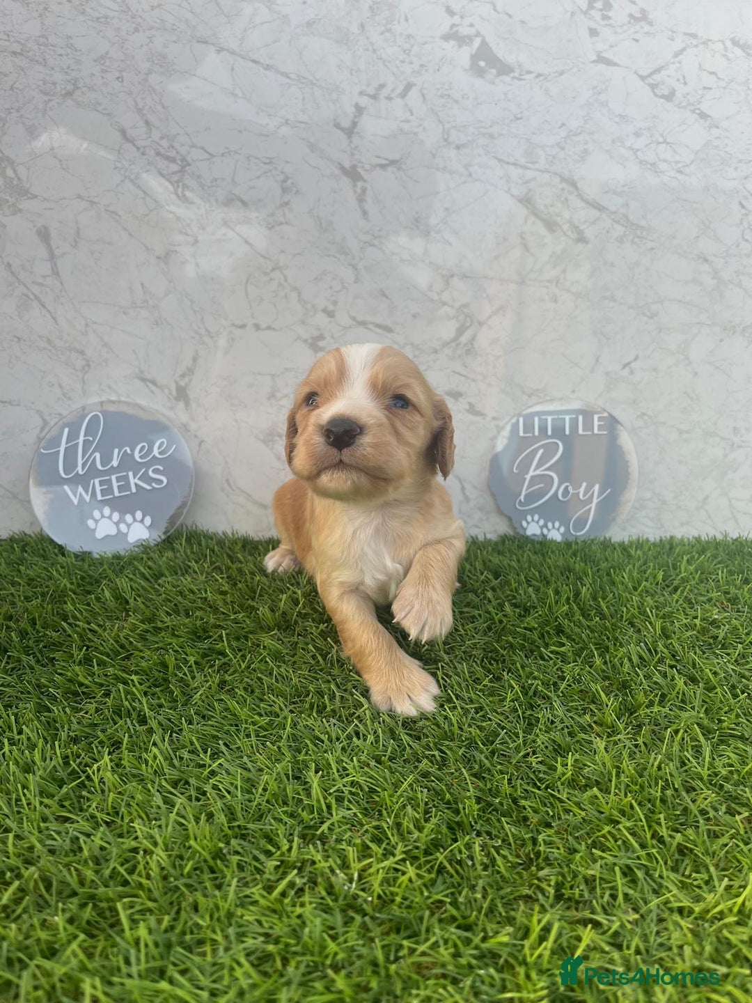 Cocker Spaniel dogs for sale: 🐾 Reservation list now open🐾 - Image 7