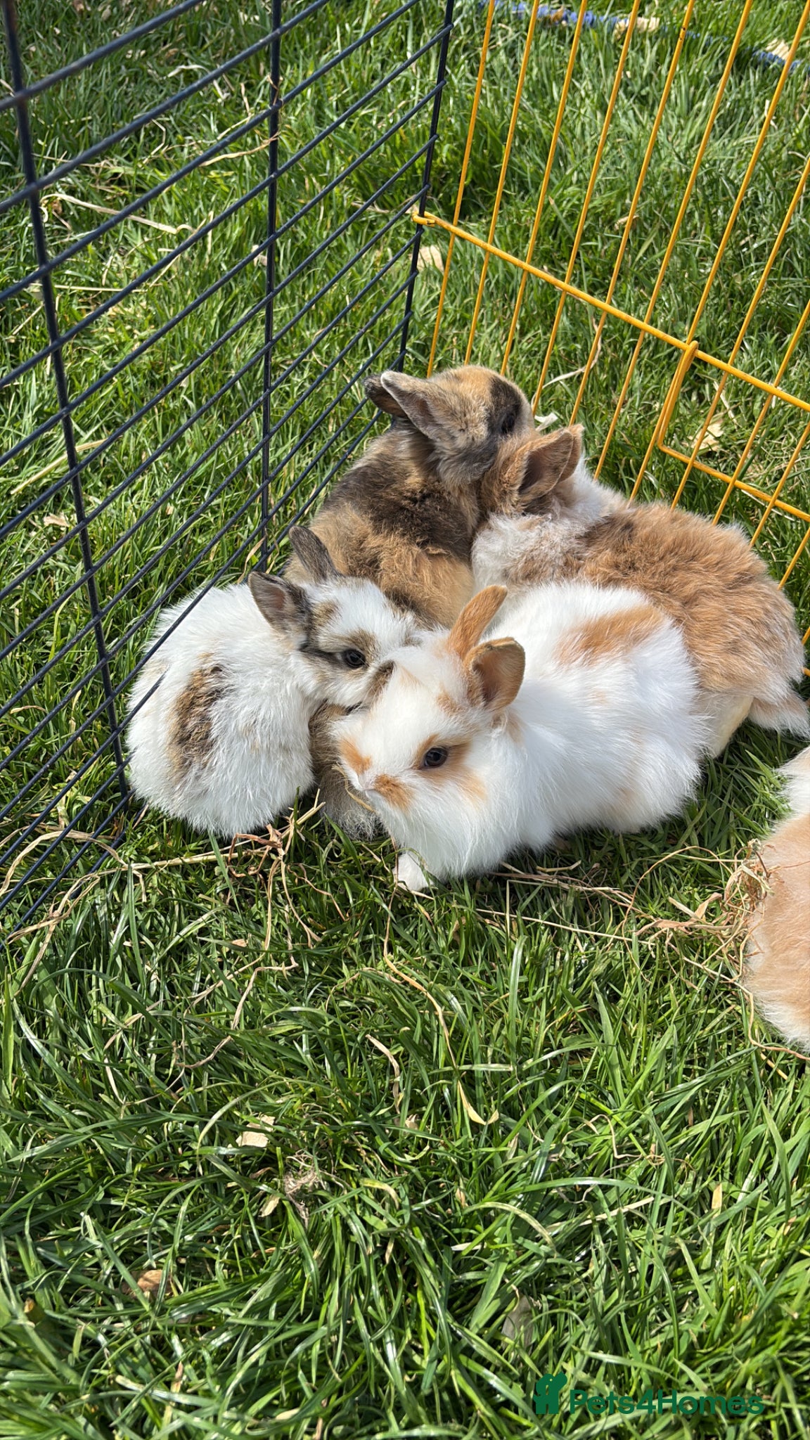 Dwarf Lop rabbits Beautiful and friendly 8 week old babies - Advert 4