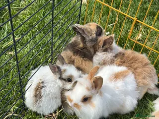 Dwarf Lop rabbits Beautiful and friendly 8 week old babies - Advert 4