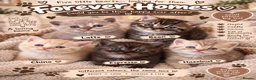 British Shorthair cats for stud: Chunky For STUD silver British Short Hair  - Advert 2