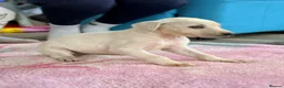 Mixed Breed dogs for sale: My beautiful Salukis puppy’s  - Advert 13