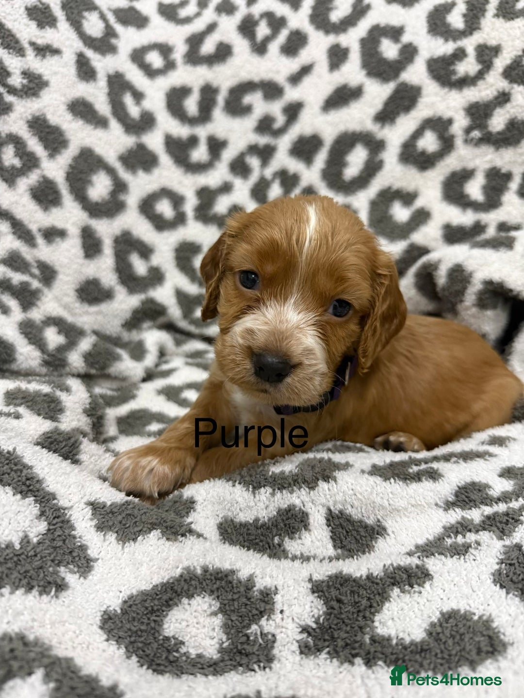 Cocker Spaniel dogs for sale: Beautiful cocker spaniels  - Advert 8