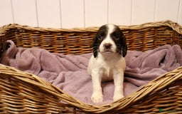 English Springer Spaniel dogs for sale: Working Bred Springer Spaniel Puppies For Sale.  - Image 20