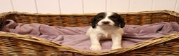 English Springer Spaniel dogs for sale: 1 BOY LEFT!! Working Bred Springer Spaniel.  - Advert 25