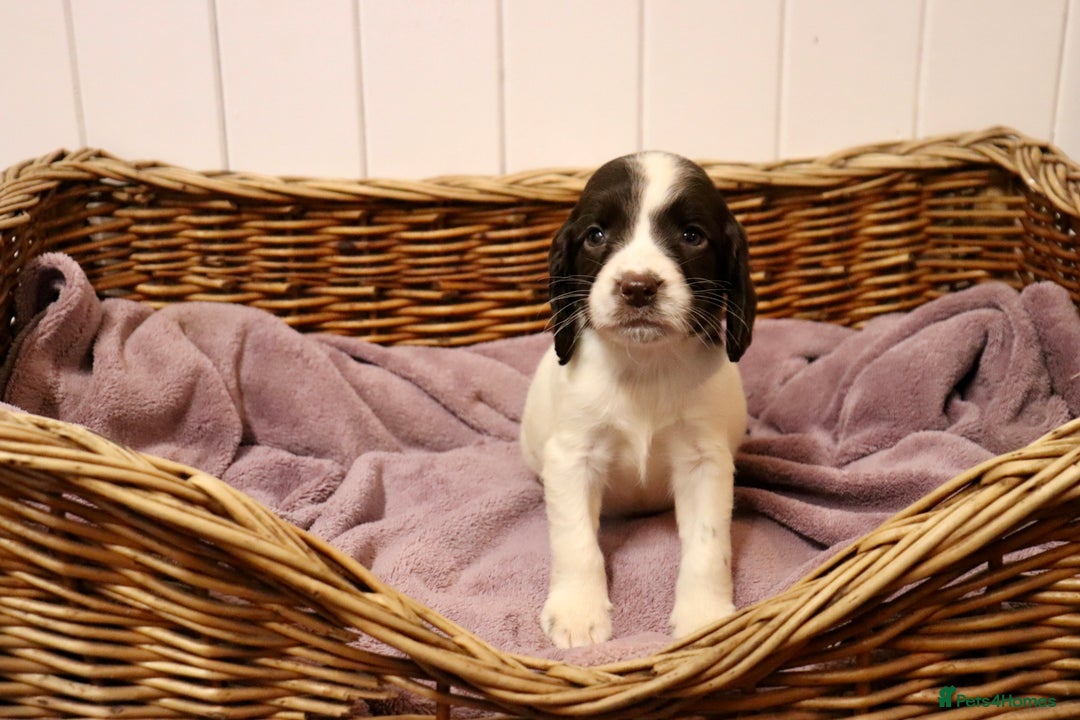 English Springer Spaniel dogs for sale: Working Bred Springer Spaniel Puppies For Sale.  - Image 20