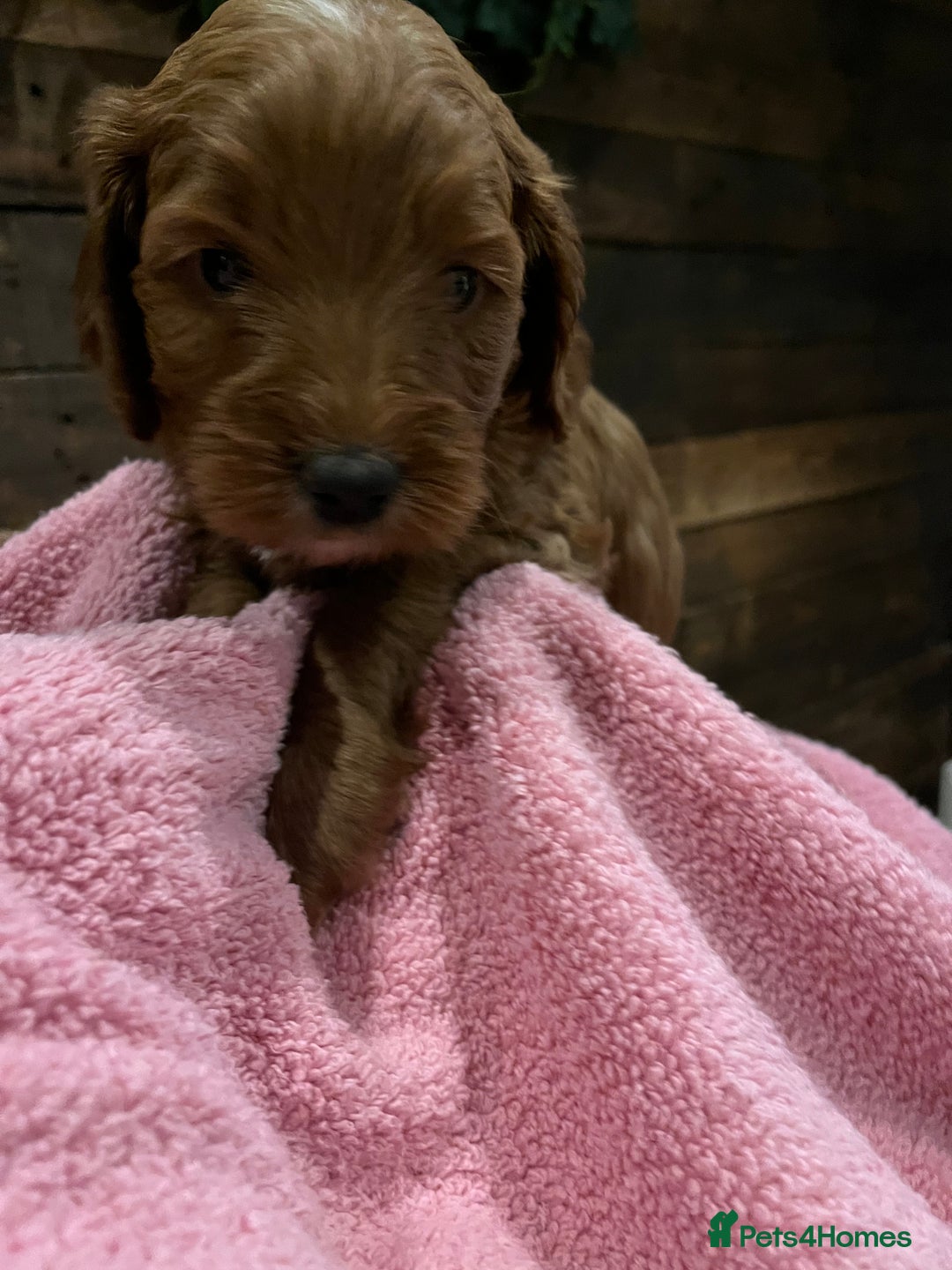 Cockapoo dogs for sale: Cockapoo F1B puppies - Advert 15