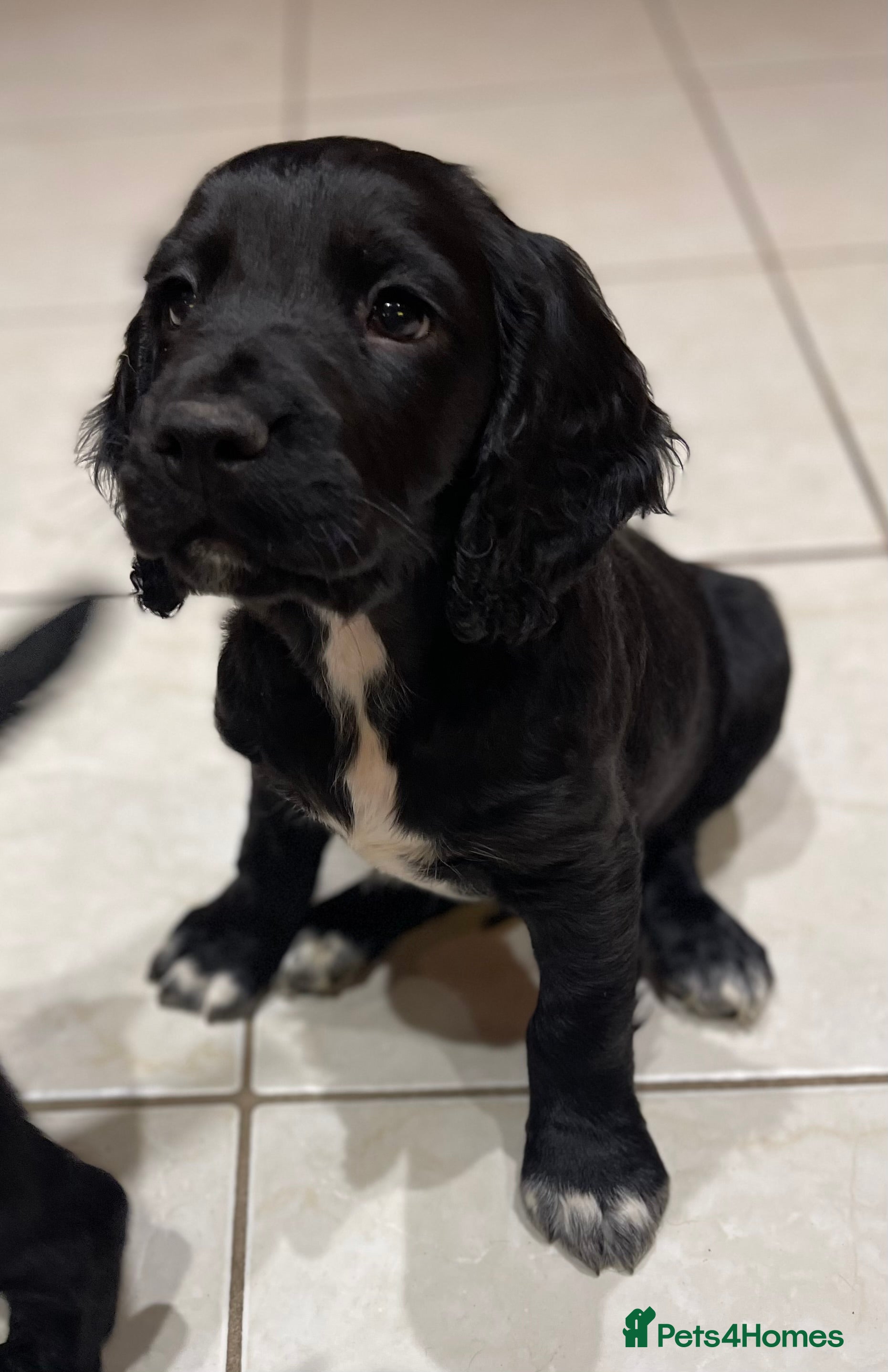 Sprocker dogs Male Sprocker spaniel puppy  - Advert 1