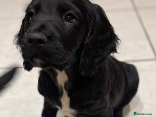 Sprocker dogs Male Sprocker spaniel puppy - Advert 7