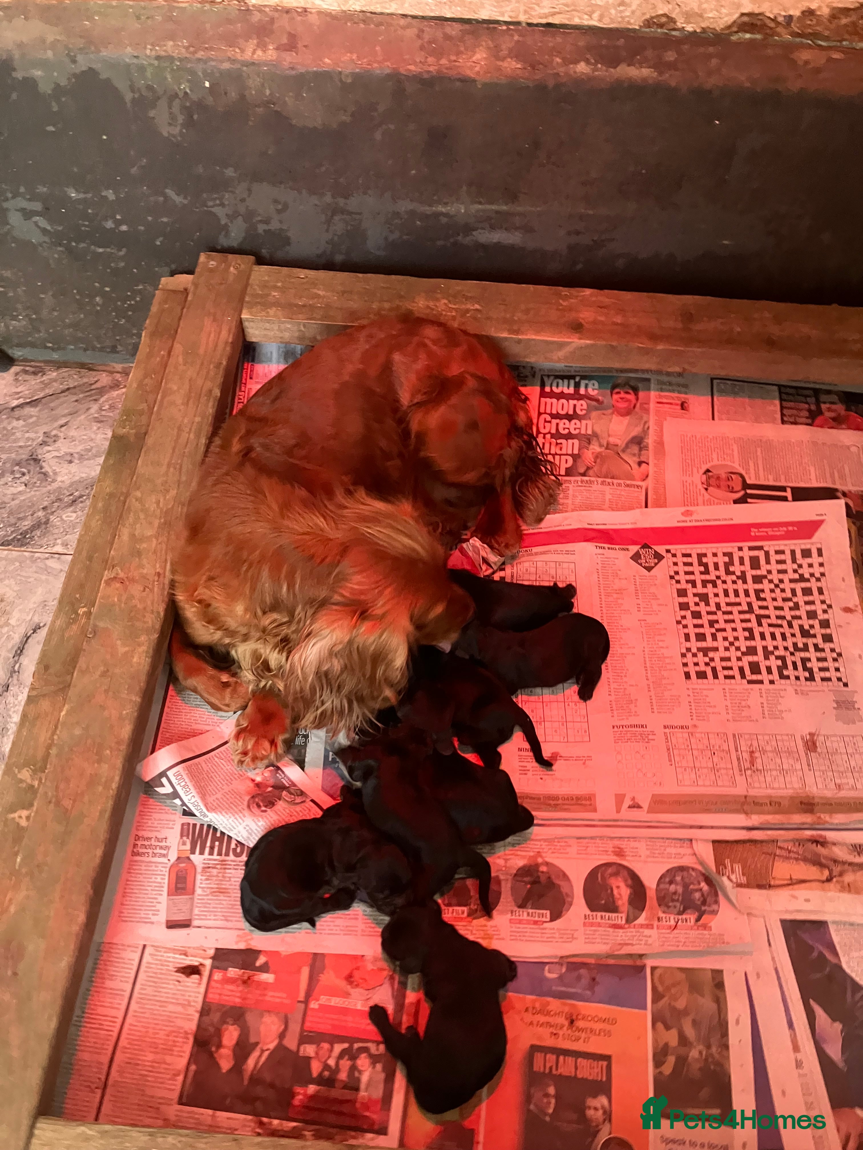 Cocker Spaniel dogs Working Cocker Spaniel Pups-Royal Kennel Club Reg - Advert 1