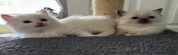Ragdoll cats for sale: Beautiful Pedigree Ragdoll Kittens  - Advert 9