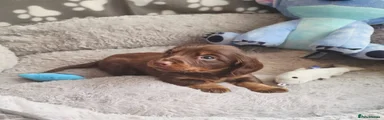 Dachshund Puppy 1