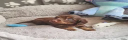 Dachshund dogs for sale: Mega cute long haired dachshund puppies  - Advert 9