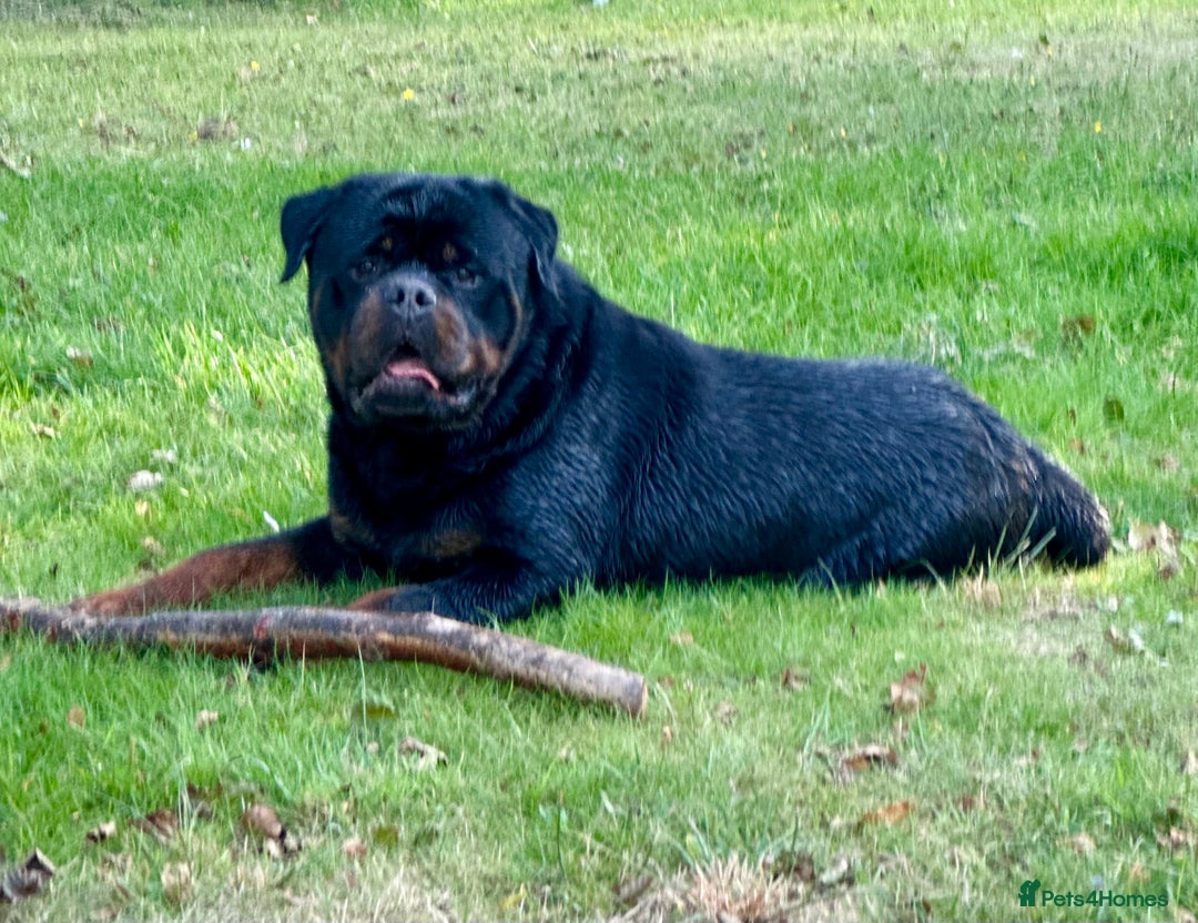 Rottweiler dogs for sale: 🏆Repeat breeding by No.1 Stud in the UK METAL!!🏆 - Image 7