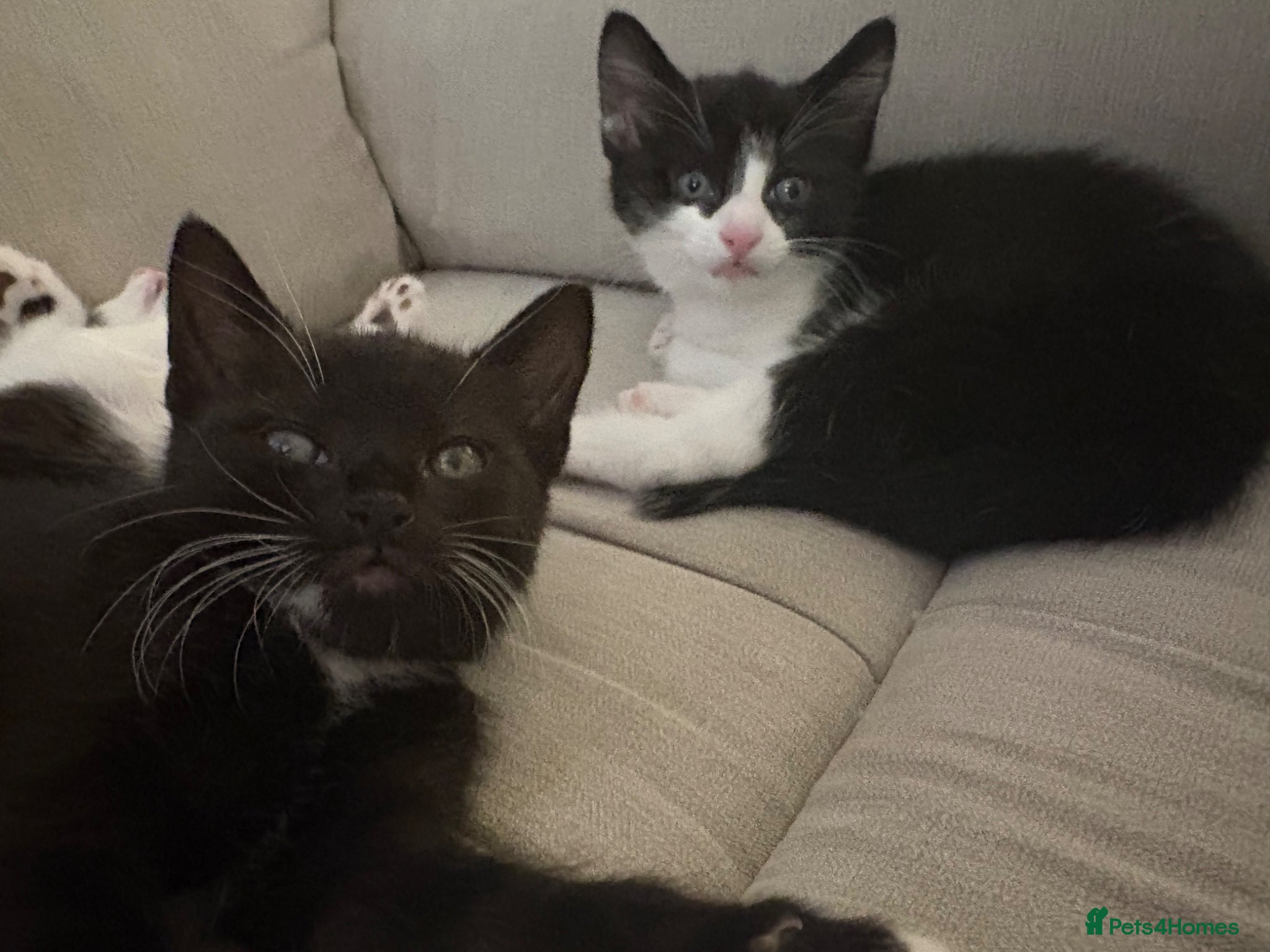Mixed Breed cats Two male kittens - Advert 13