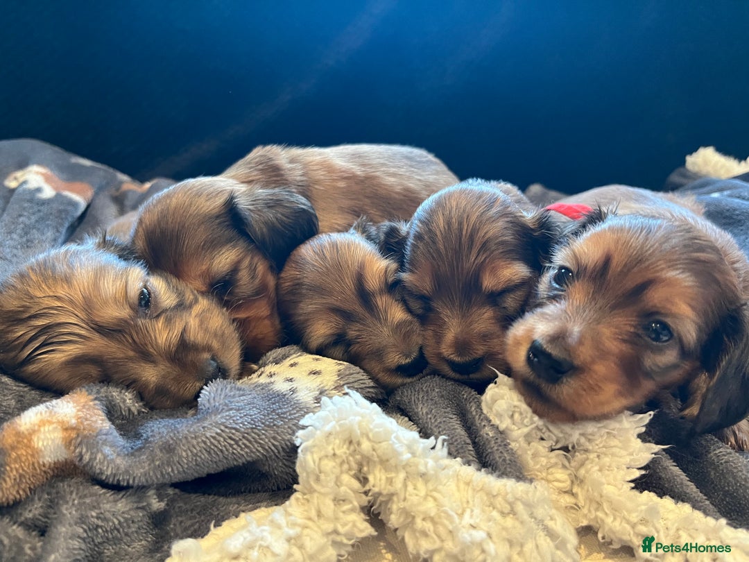 Miniature Dachshund dogs for sale: Family owned miniature longhaired dachshunds - Image 1