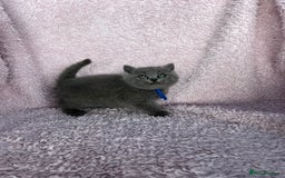 British Shorthair cats for sale: **5 Chunky pure breed BSH Kittens for sale** - Image 9