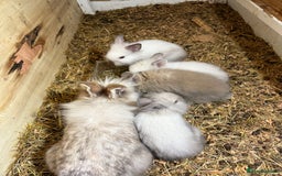 Lionhead rabbits for sale: Beautiful Double Maned Lionhead Rabbits - Image 3