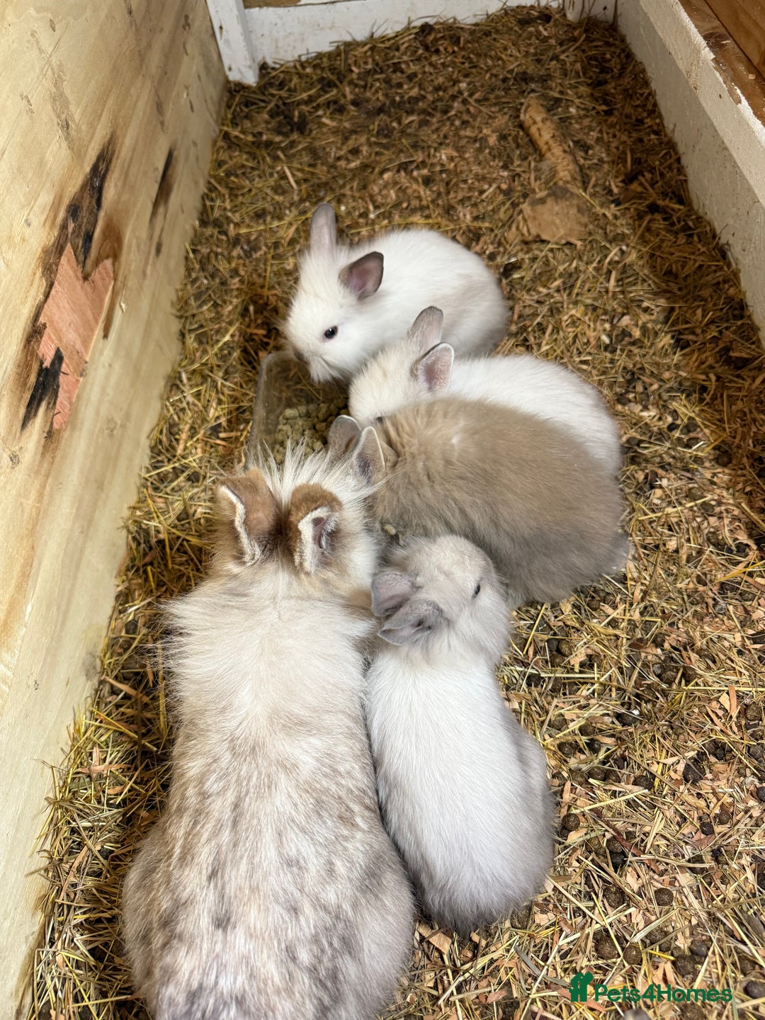 Lionhead rabbits for sale: Beautiful Double Maned Lionhead Rabbits - Image 3