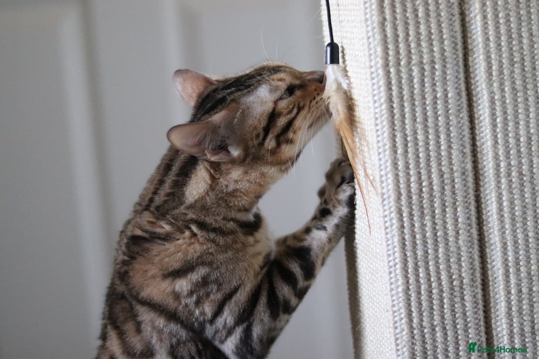 Bengal cats for sale: Imported Seal Sepia Bengal Queen– Proven – Active - Advert 9