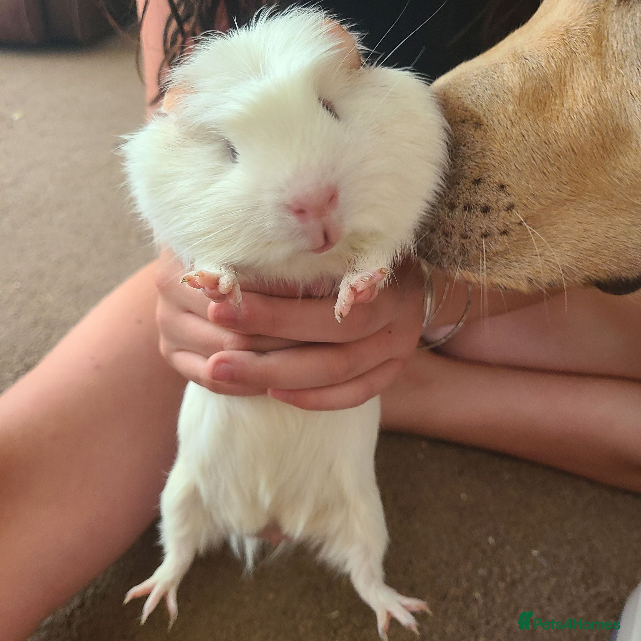 Guinea Pig rodents Loving male guinea pig (Sonny) and full set up - Advert 1