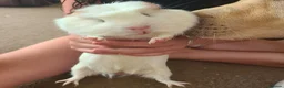 Guinea Pig rodents for sale: Loving male guinea pig (Sonny) and full set up in Cwmbran - Advert 1
