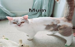 British Shorthair cats for sale: ☆AVAILABLE NOW☆ 5 half/British Shorthair kittens - Image 11
