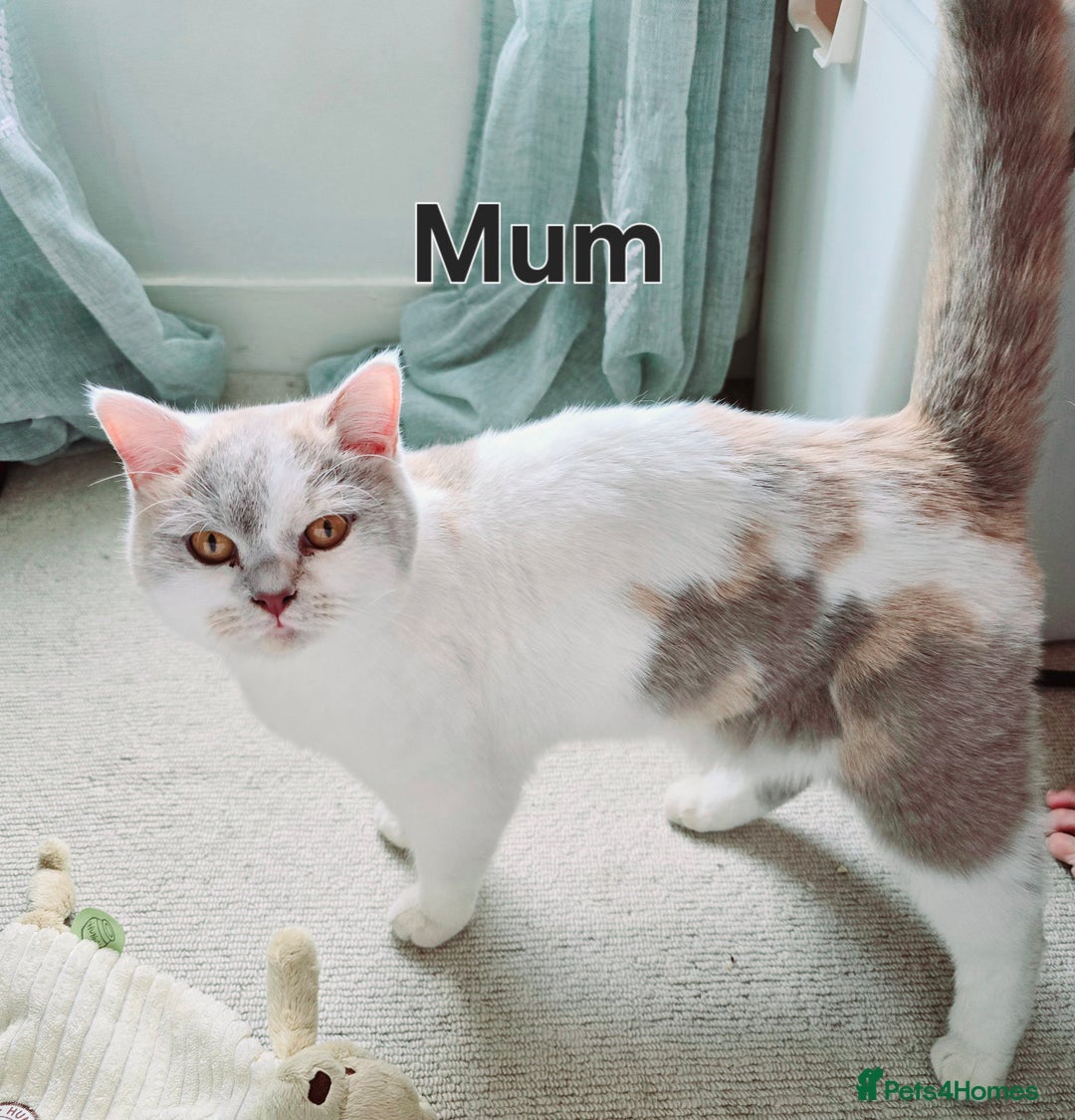British Shorthair cats for sale: ☆AVAILABLE NOW☆ 5 half/British Shorthair kittens - Image 11