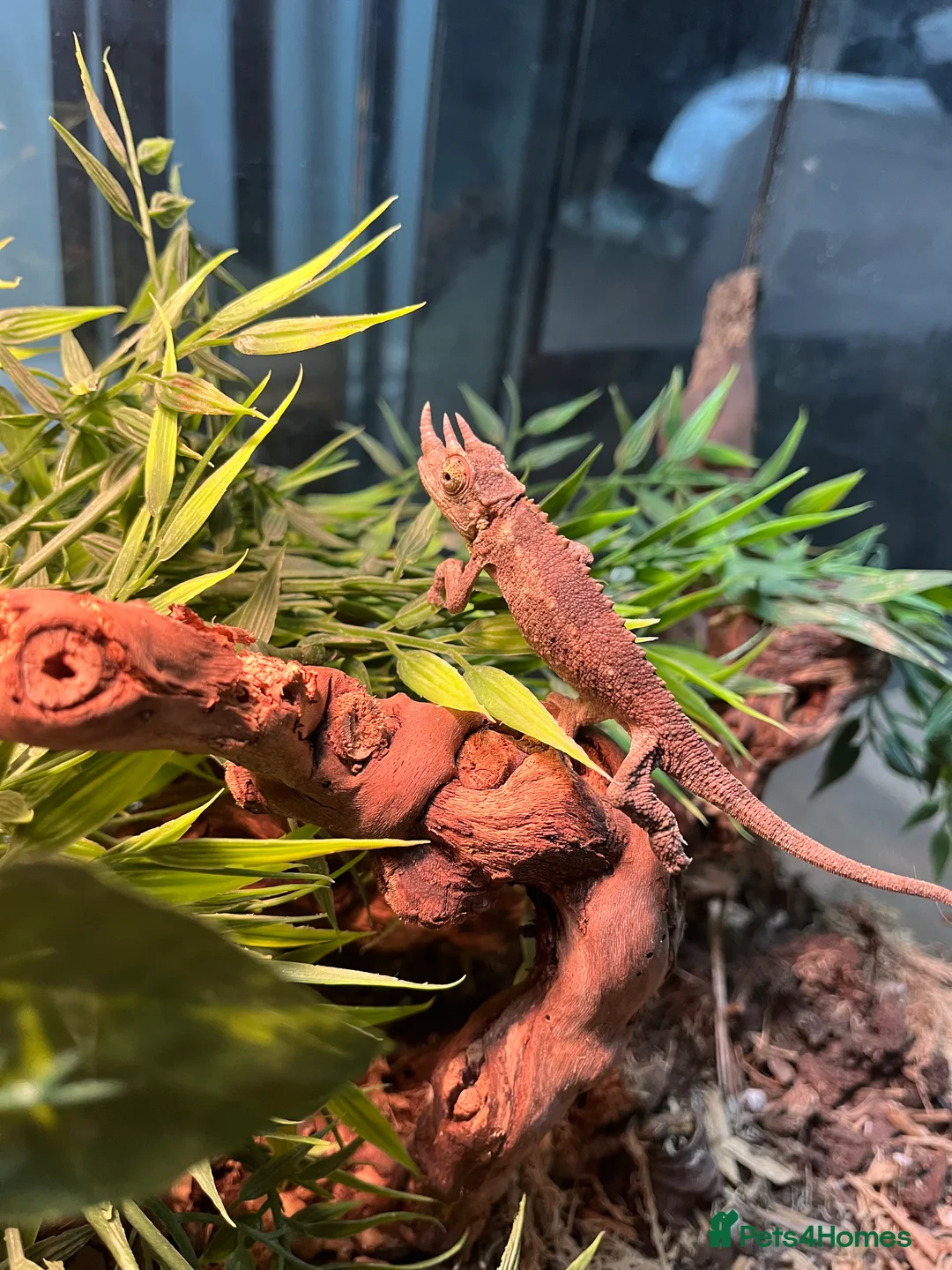 Chameleon reptiles for sale: Rare Jackson’s Chameleon - Male - Advert 8