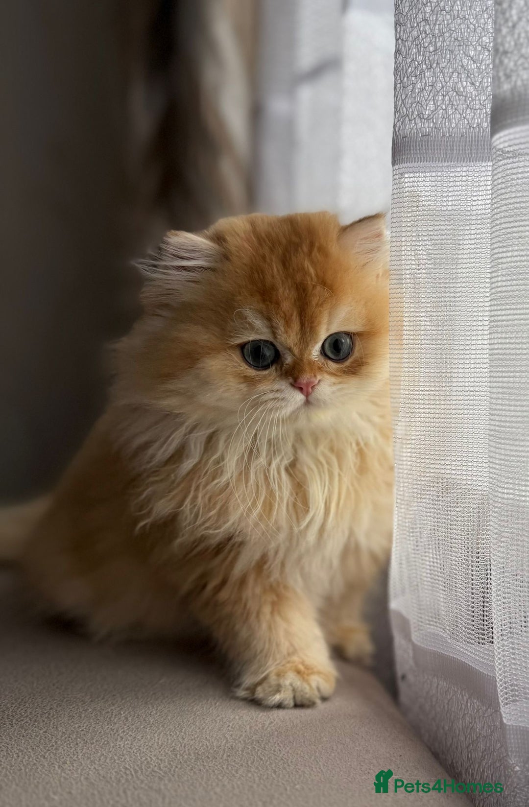 British Longhair cats for sale: Chocolate golden Chinchilla By 12 longhair - Advert 4