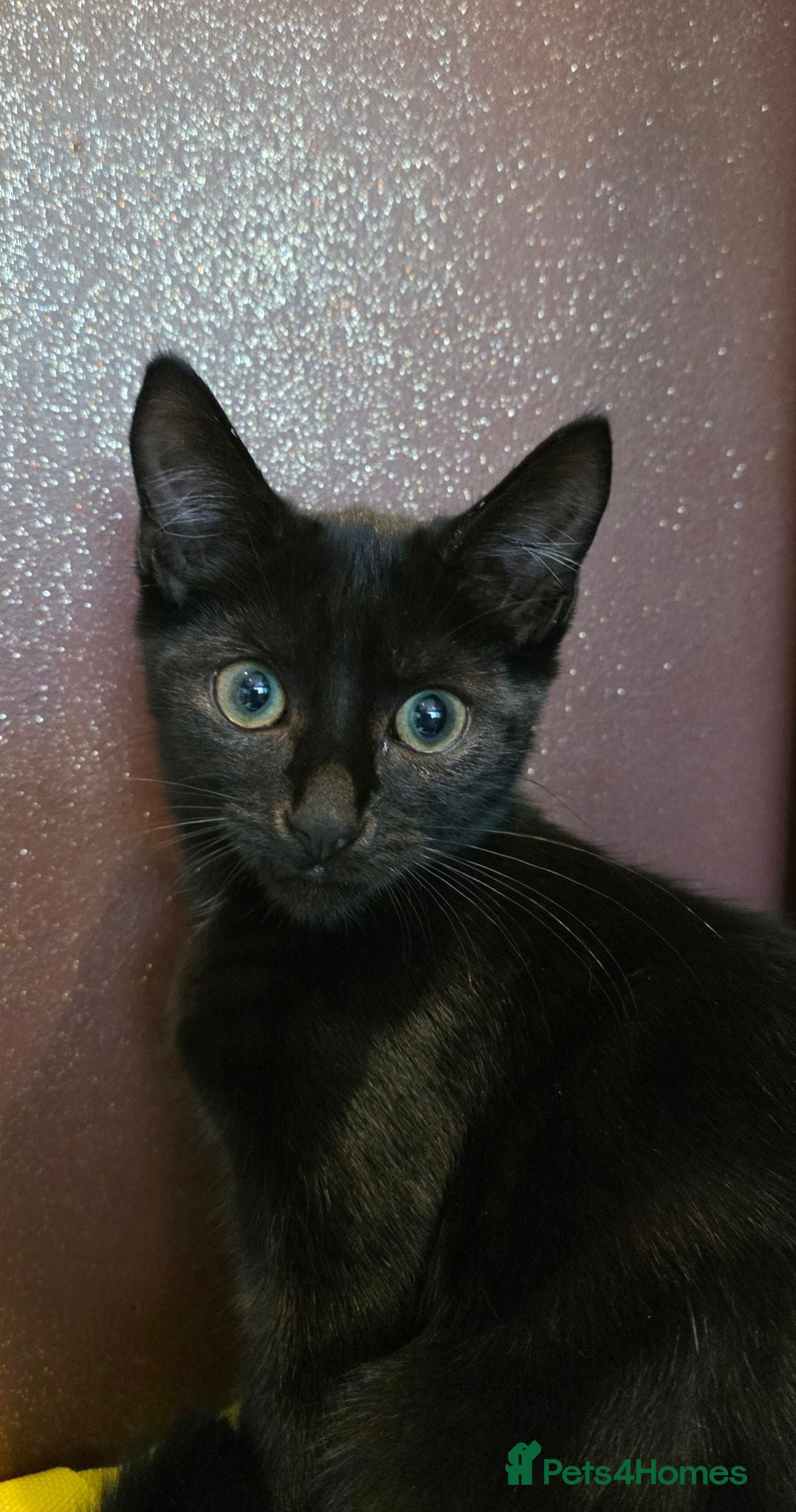 Mixed Breed cats 13-Week-Old Domestic Shorthair Kittens - Advert 1