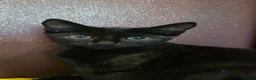 Mixed Breed cats for sale: 13-Week-Old Domestic Shorthair Kittens - Advert 1