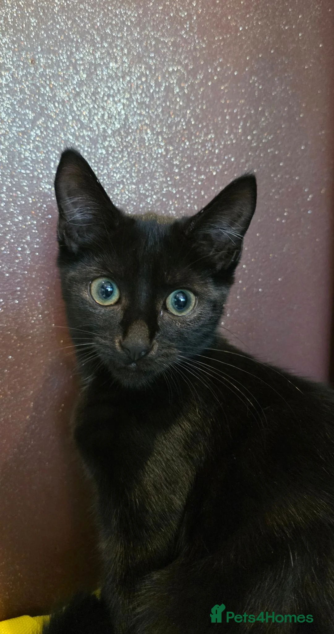 Mixed Breed cats for sale: 13-Week-Old Domestic Shorthair Kittens - Advert 1
