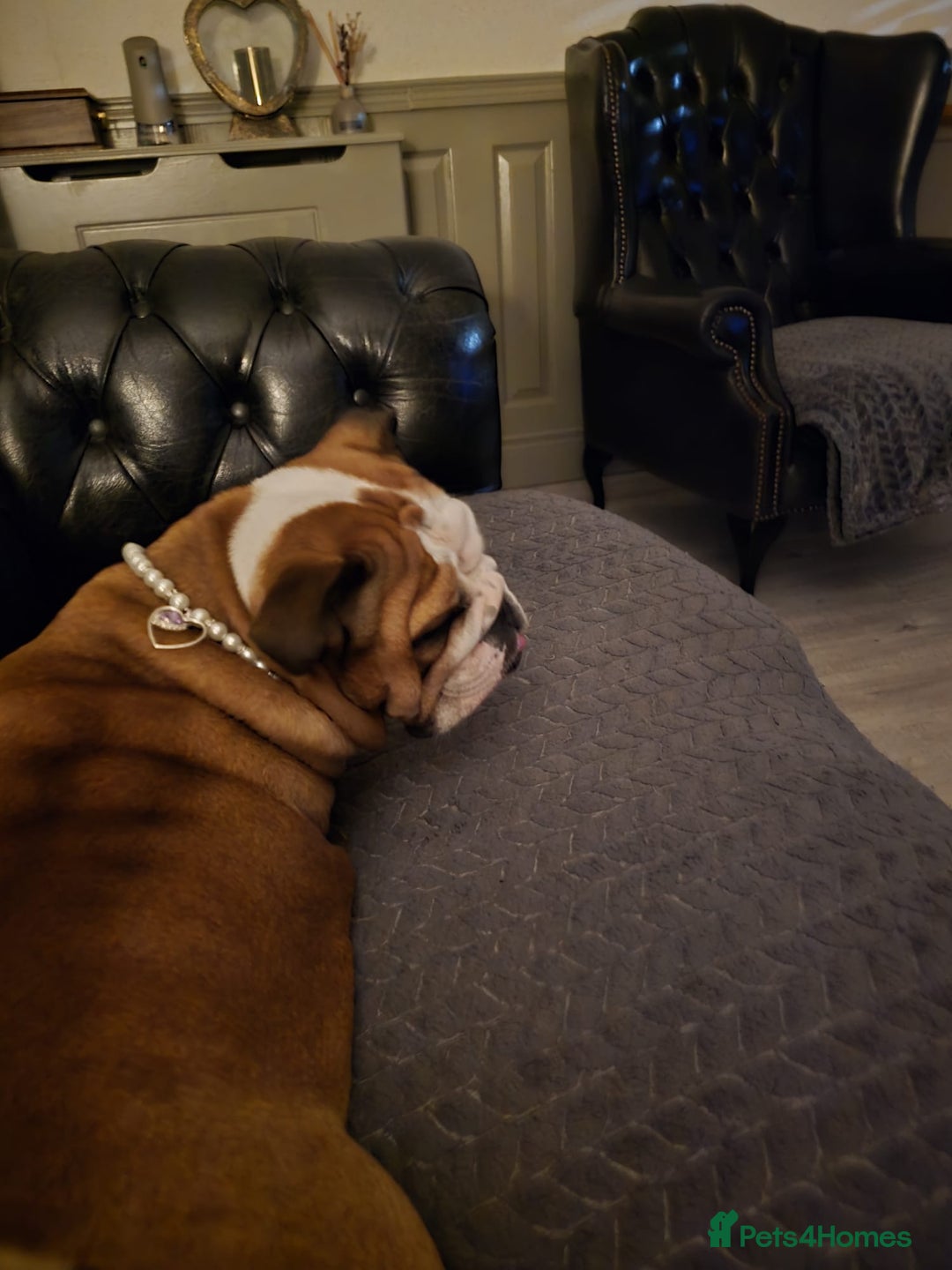 English Bulldog dogs for sale: English bulldog red white female  - Advert 2