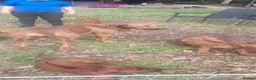 Rhodesian Ridgeback dogs for sale: Kc reg.health tested Rr puppies - Advert 8