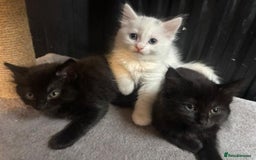 Mixed Breed cats for sale: 4 lovely kittens ready for collection ASAP - Image 7
