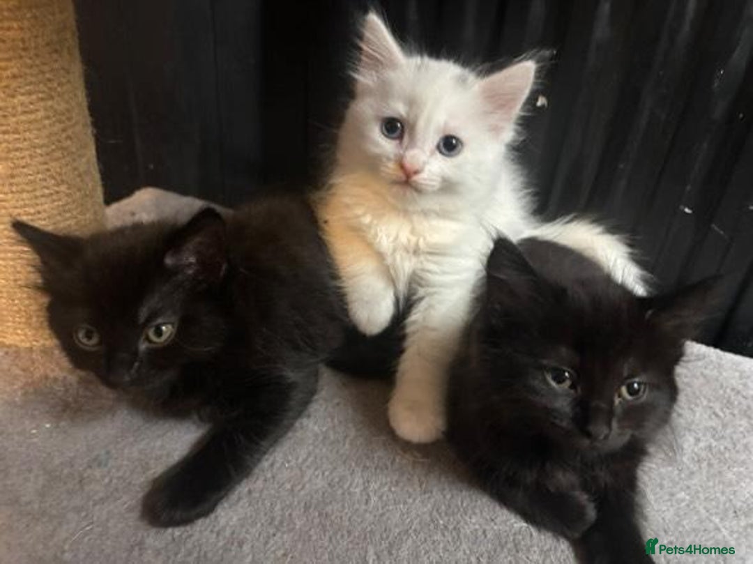 Mixed Breed cats for sale: 4 lovely kittens ready for collection ASAP - Image 7