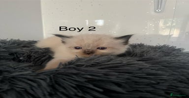 Ragdoll cats - Advert 9