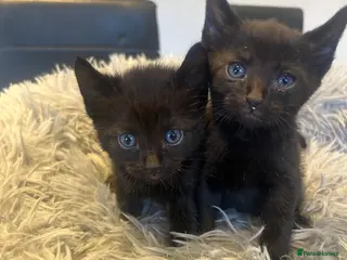 Savannah cats 3 f3 black smoke savanna kittens with markings - Advert 2