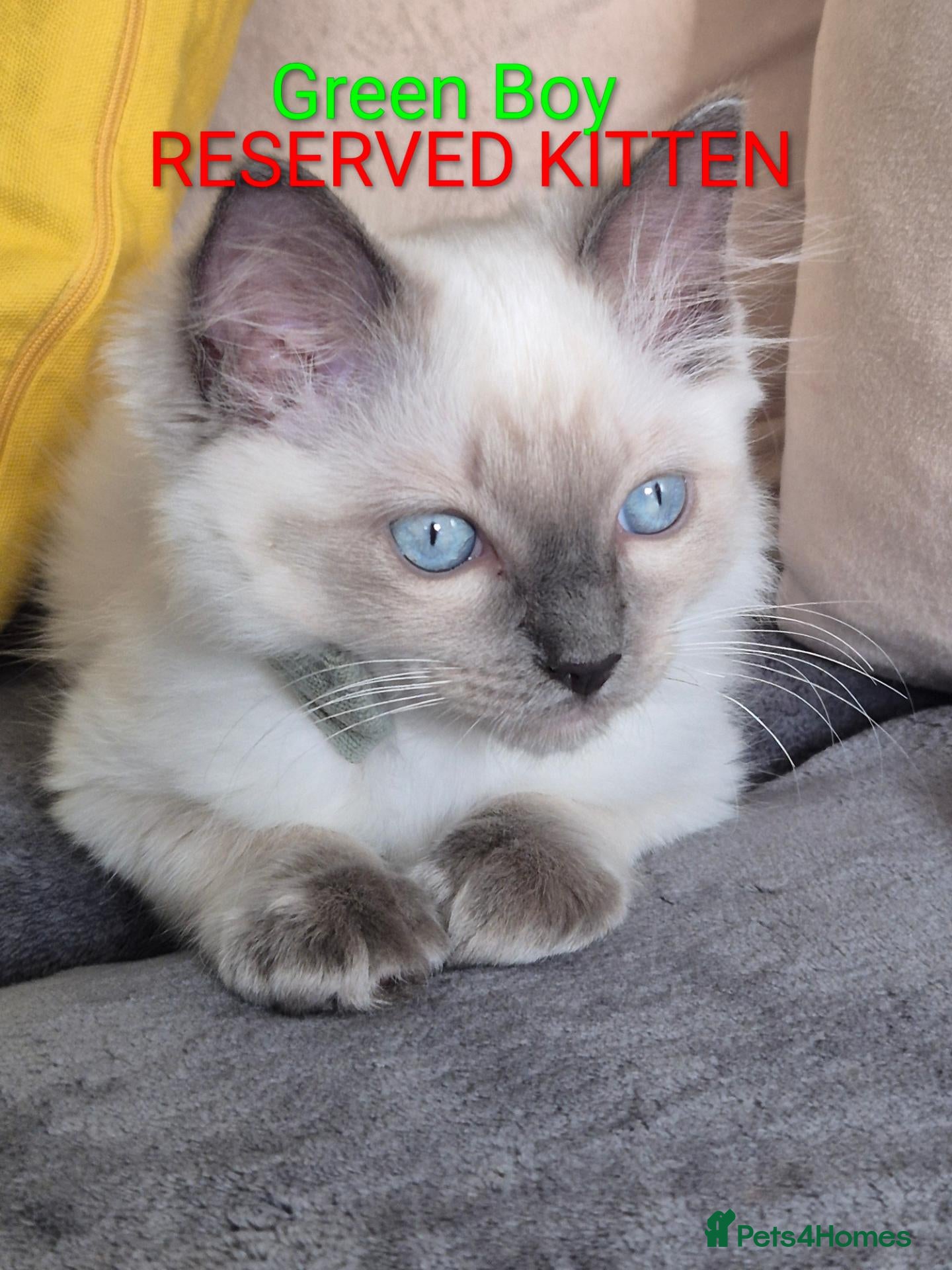 Ragdoll cats ‼️RESERVED KITTEN Boy 💚‼️ - Advert 2